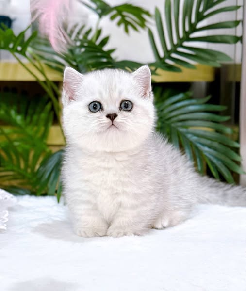 Munchkin
