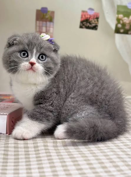 Scottish Fold
