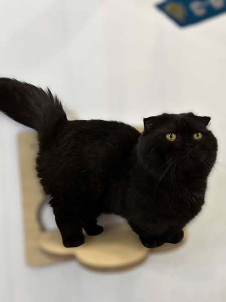 Munchkin Fold