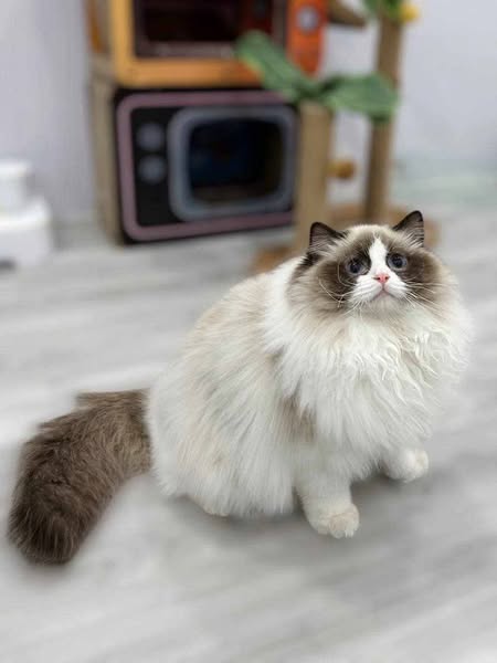 Ragdoll