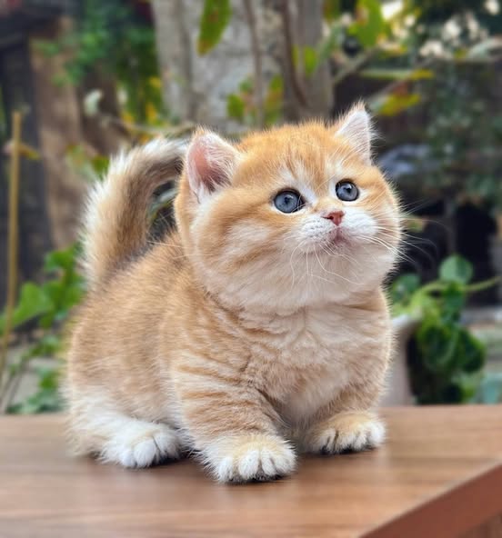 Munchkin