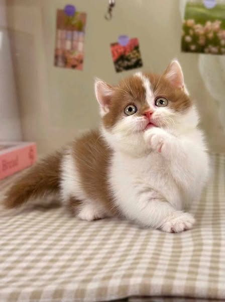 Munchkin