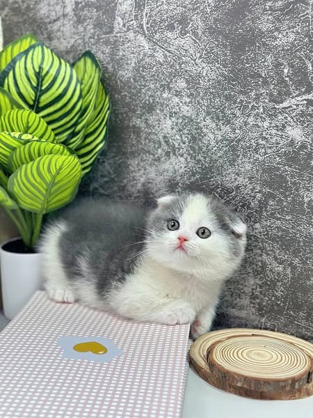 Munchkin Fold