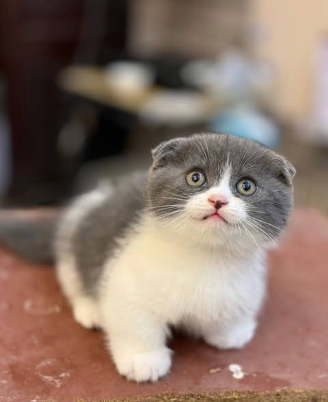 Munchkin Fold