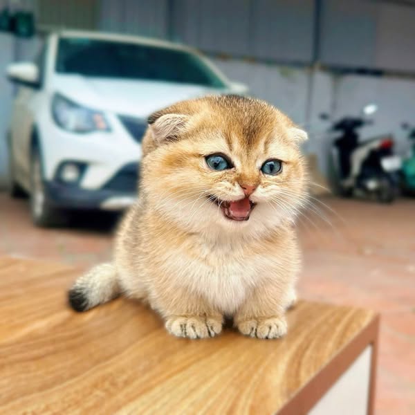 Munchkin Fold