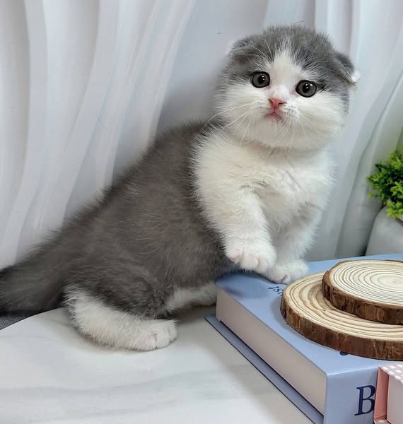 Munchkin Fold
