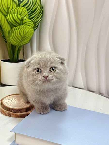 Munchkin Fold