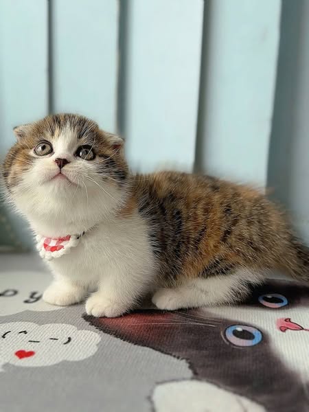 Munchkin Fold