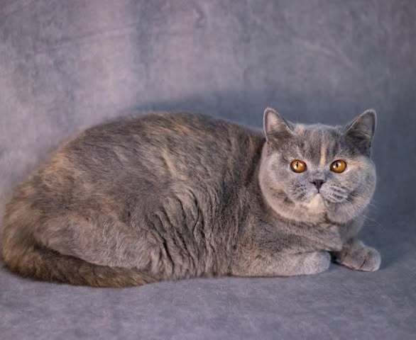 British Shorthair