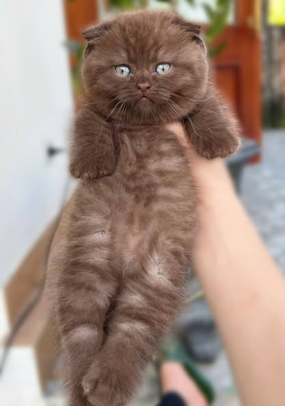 Munchkin Fold