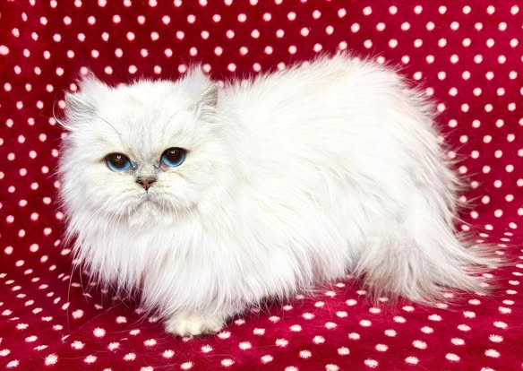 British Longhair