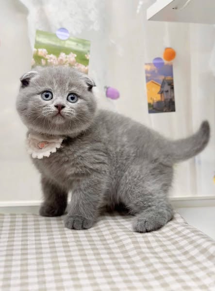 Scottish Fold