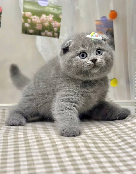 Scottish Fold