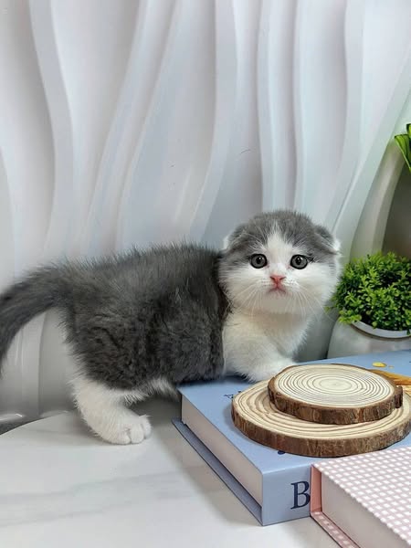 Munchkin Fold