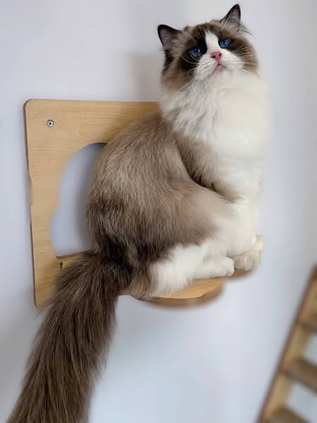 Ragdoll