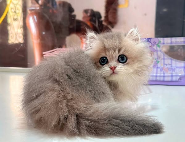 Munchkin Longhair
