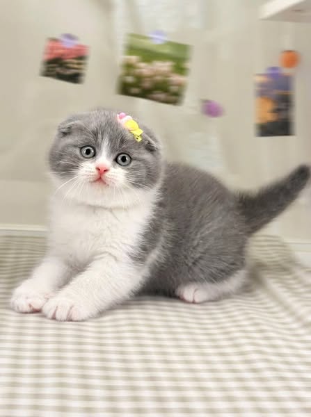 Scottish Fold