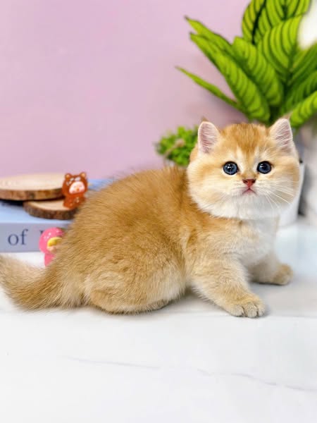 British Shorthair