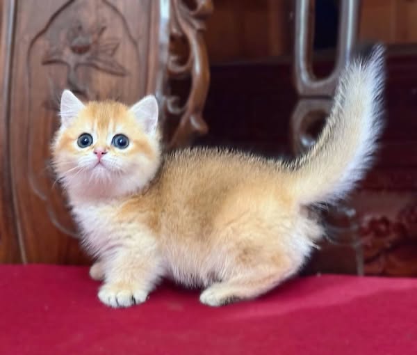 Munchkin