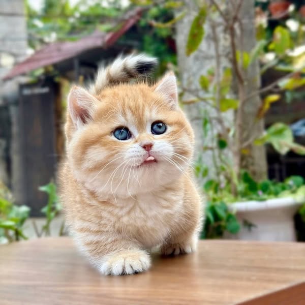 Munchkin