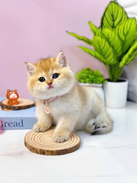 British Shorthair