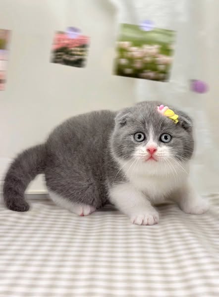Scottish Fold
