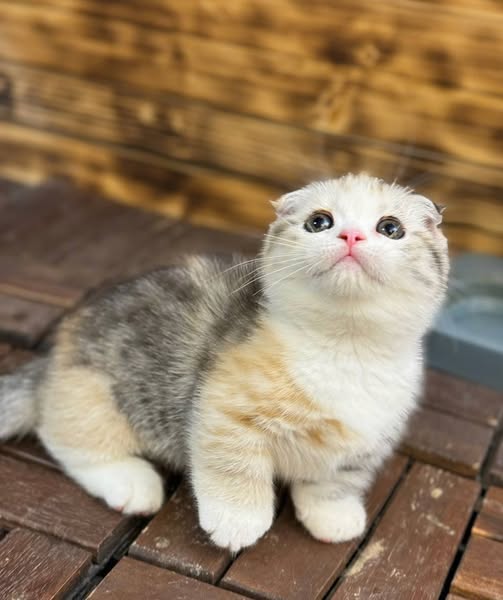 Munchkin Fold