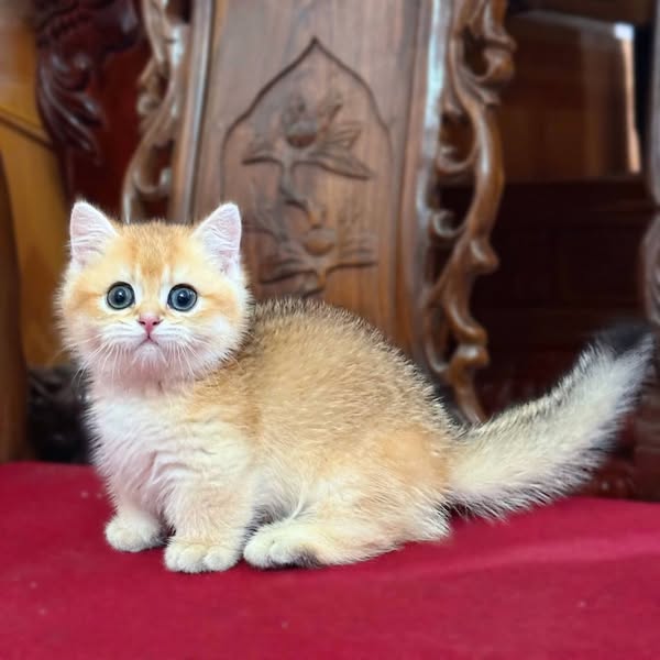 Munchkin