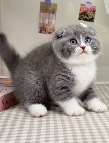 Scottish Fold