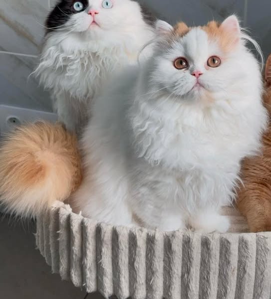 British Longhair