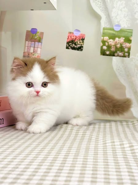 Munchkin Longhair