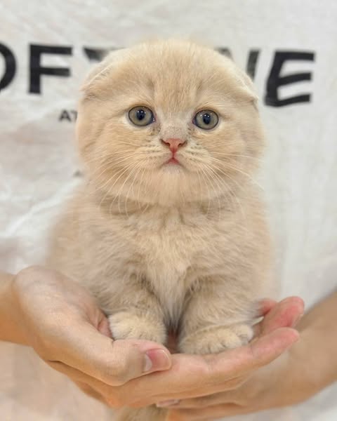Munchkin Fold