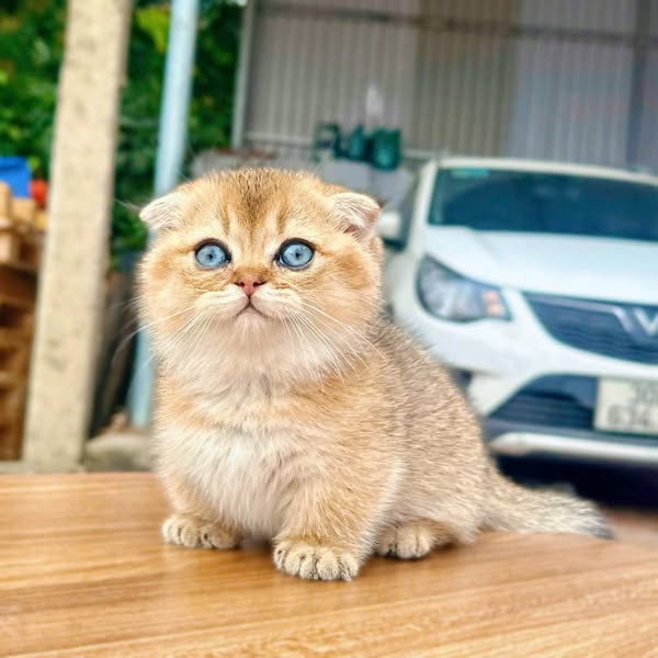 Munchkin Fold