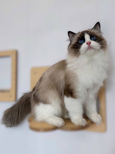 Ragdoll