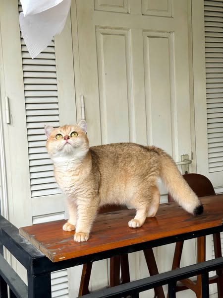 British Shorthair