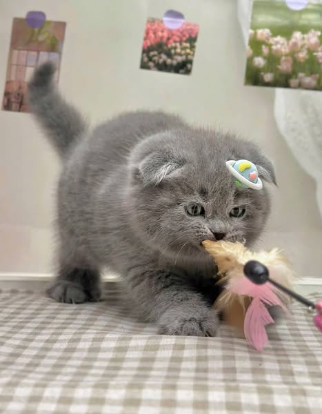 Scottish Fold