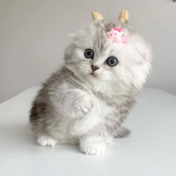 Munchkin Fold Longhair
