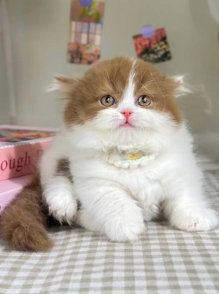 Munchkin Longhair