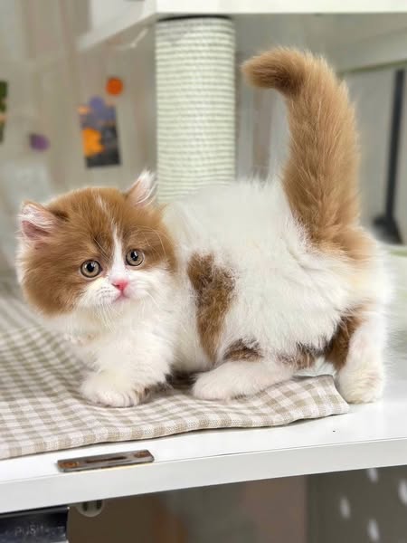 Munchkin Longhair