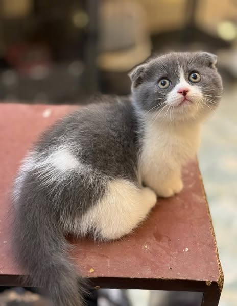 Munchkin Fold