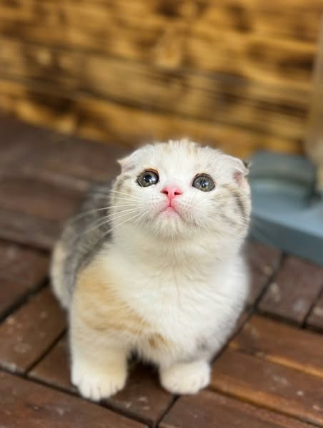 Munchkin Fold