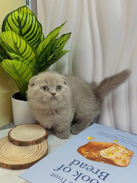 Munchkin Fold