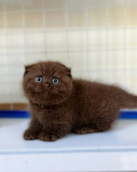 Munchkin Fold
