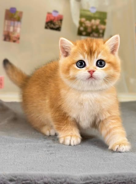 British Shorthair