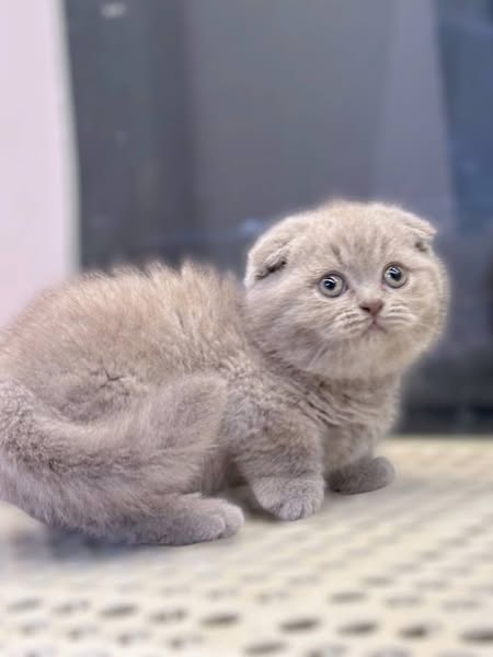 Munchkin Fold