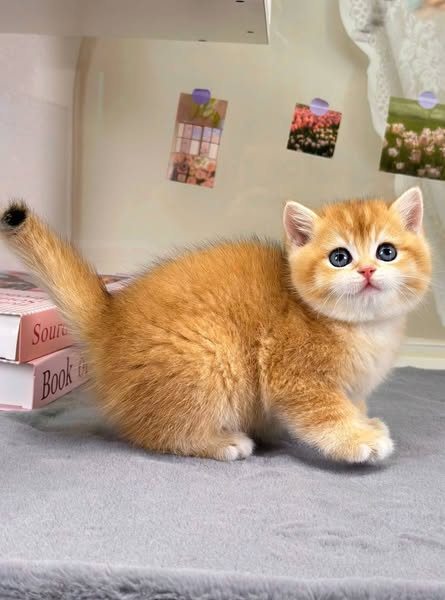 British Shorthair