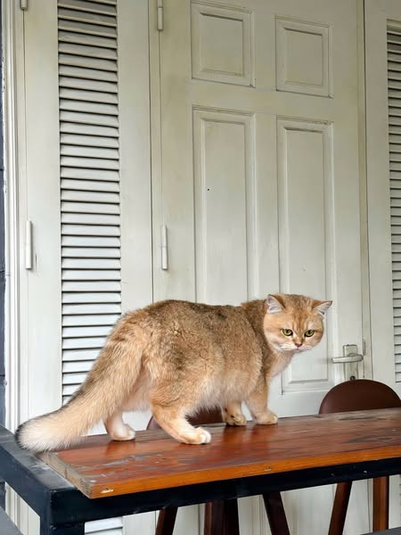 British Shorthair