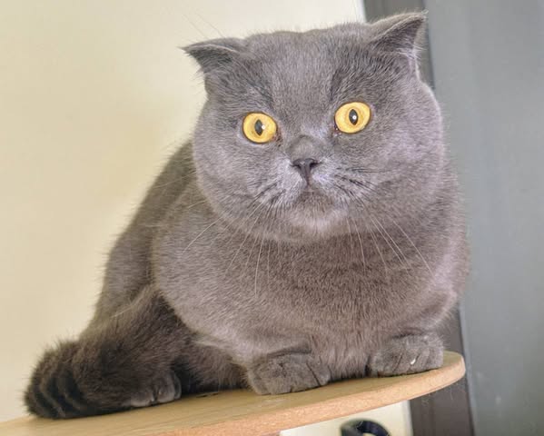 Munchkin Fold