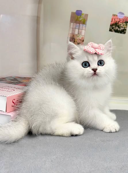 British Shorthair