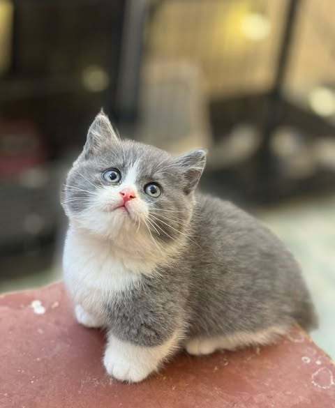 Munchkin